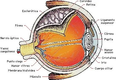 El ojo y la visión