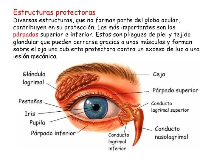 El ojo y la visión