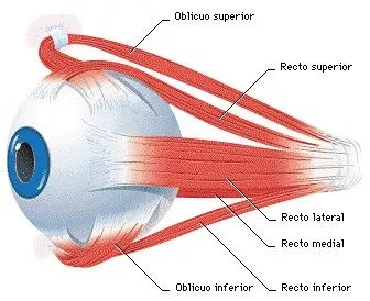 El ojo y la visión