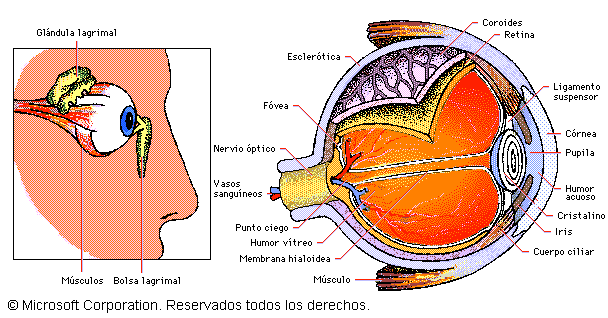 El ojo" - Monografias.com