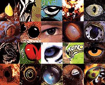 Ojos animales. Tomada de www.terravista.pt/fernoronha