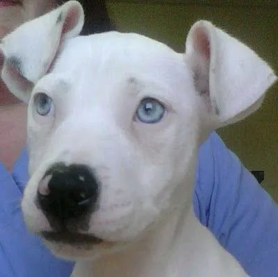 Perros con ojos azules - Imagui