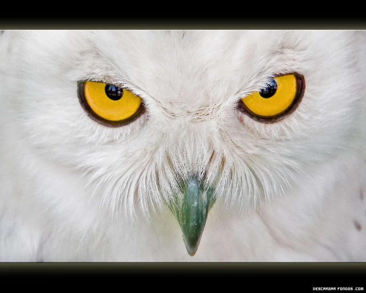 Los ojos de un búho