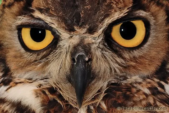 Los ojos del Buho - Fauna y Flora - Comunidad Nikonistas