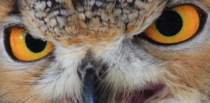 Me presento como Mod y otras cositas - Taringa!