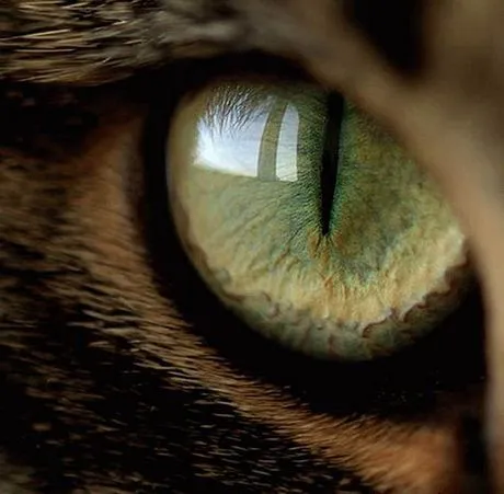 Con ojos de gato *: Una cortina en las pestañas Con ojos de gato *: Una cortina en las pestañas
