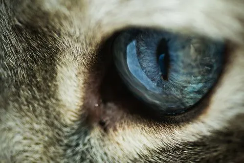 Ojos felinos - Taringa!