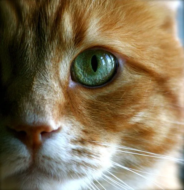 Los ojos de los gatos | Cosas de GatosCosas de Gatos Los ojos de los gatos | Cosas de GatosCosas de Gatos