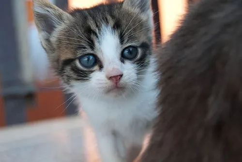 imagenes de gatos tiernos Imagenes de gatos tiernos imagenes de gatos tiernos Imagenes de gatos tiernos