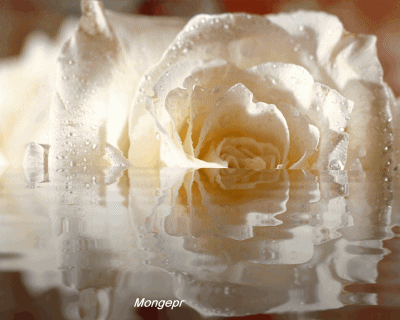 Ojos de niño: Abrázame y vierte tus rosas blancas sobre nuestros ... Ojos de niño: Abrázame y vierte tus rosas blancas sobre nuestros ...