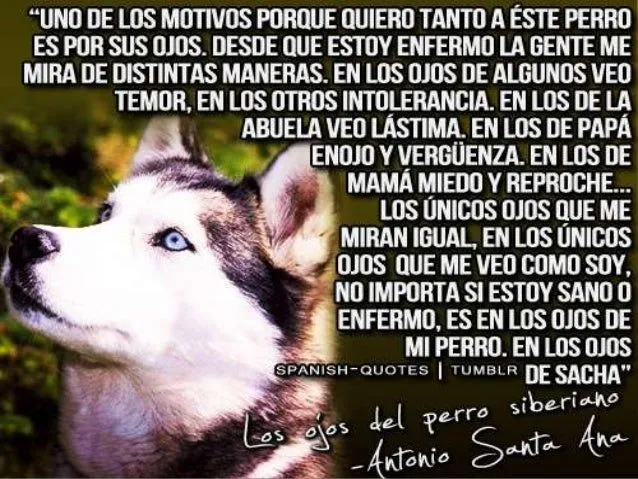 los-ojos-del-perro-siberiano- ...