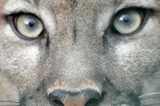 los ojos de puma | Descargar Fotos gratis