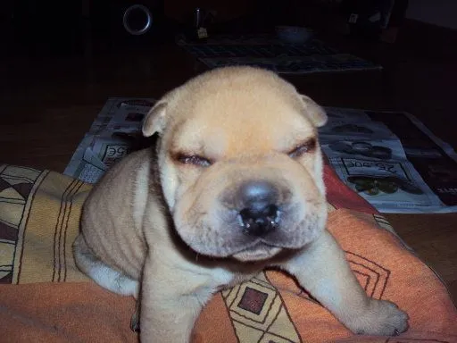 Los ojos del Shar Pei | Cuidar de tu perro es facilisimo.com