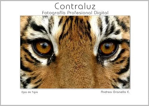 Ojos de tigre | Flickr - Photo Sharing!