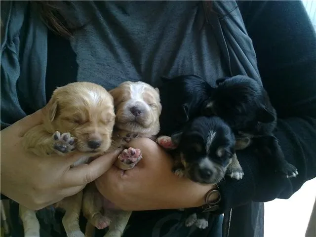 Sus ojos lo dicen todo... Adopta.. Ellos se lo merecen ...