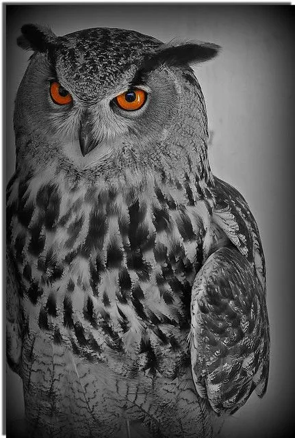 Ojos que todo lo ven.(Buho Real) | Flickr - Photo Sharing! Ojos que todo lo ven.(Buho Real) | Flickr - Photo Sharing!