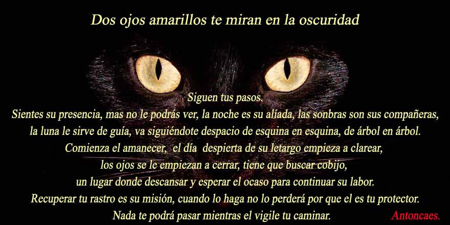Imagenes de gato de poema - Imagui