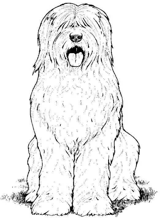 old-english-sheepdog-coloring- ...
