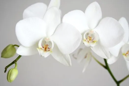 Oleo pintura cuadros orquideas - Imagui