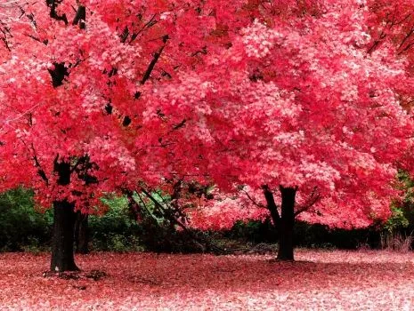 Oleos de arboles en otoño - Imagui