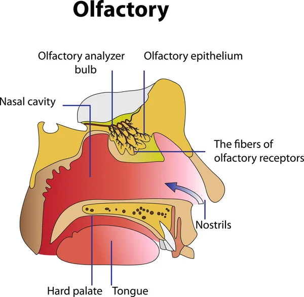 Olfativo — Vector stock © Maryna_Melnyk #7156503