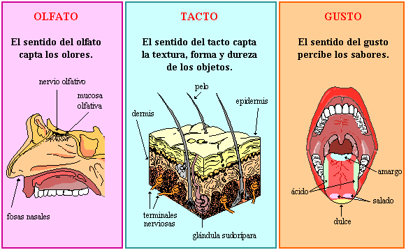 Olfato, Gusto y Tacto