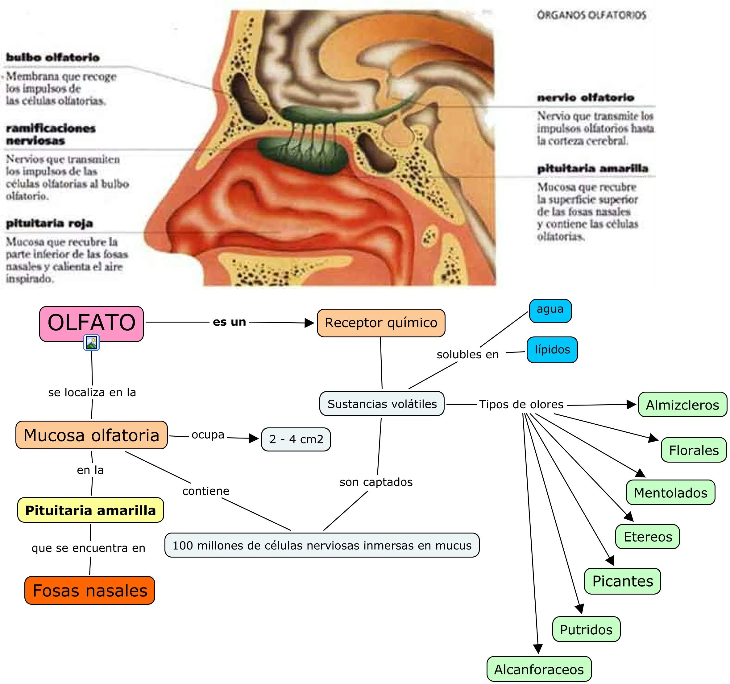 Olfato y sus partes - Imagui