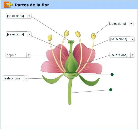 Mil recursos: LAS PARTES DE LA FLOR