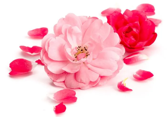 Olio essenziale di Rosa, proprietà di rosa