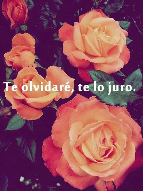 Te Olvidare Te Lo Juro | Hola XD