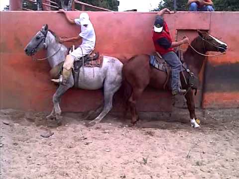 OMAR RAMIREZ CHAPEANDO A TRAGO DE RON PARTE 2 "COLEO TACHIRA ... OMAR RAMIREZ CHAPEANDO A TRAGO DE RON PARTE 2 "COLEO TACHIRA ...