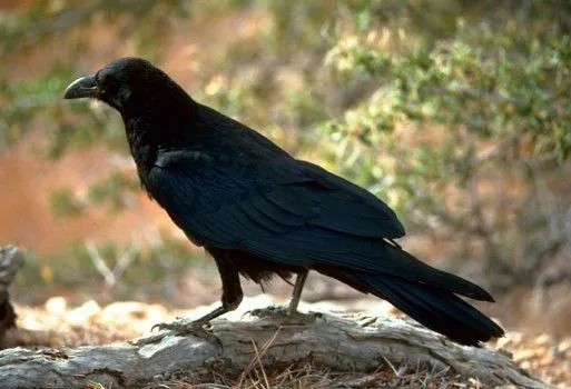 10 animales omnívoros - Imagui