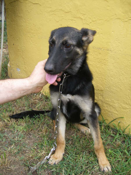 Ona. Hembra mestiza de pastor alemán. 6 meses. Tamaño grande. Ona. Hembra mestiza de pastor alemán. 6 meses. Tamaño grande.