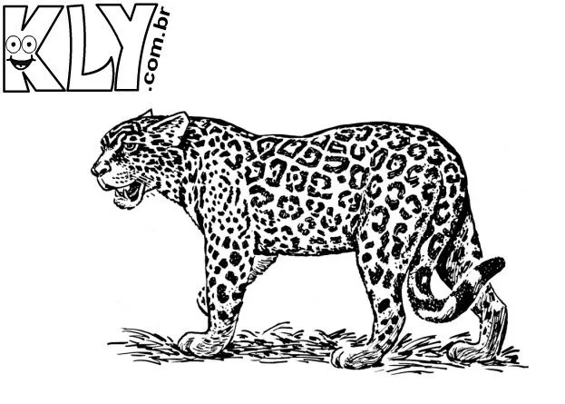 Onça Pintada – Desenhos para Colorir - Desenhos Para Colorir Onça Pintada – Desenhos para Colorir - Desenhos Para Colorir
