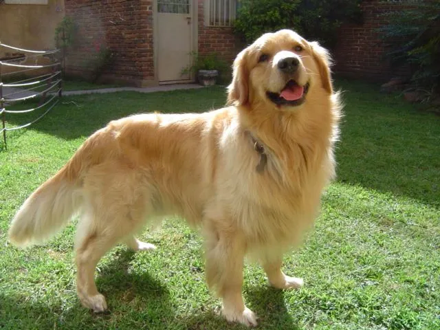 El burgalés: Un paseo en perro