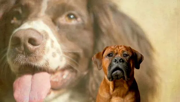 Ono: El del gorila que baila, el del perro enamorado, y el de los ... Ono: El del gorila que baila, el del perro enamorado, y el de los ...