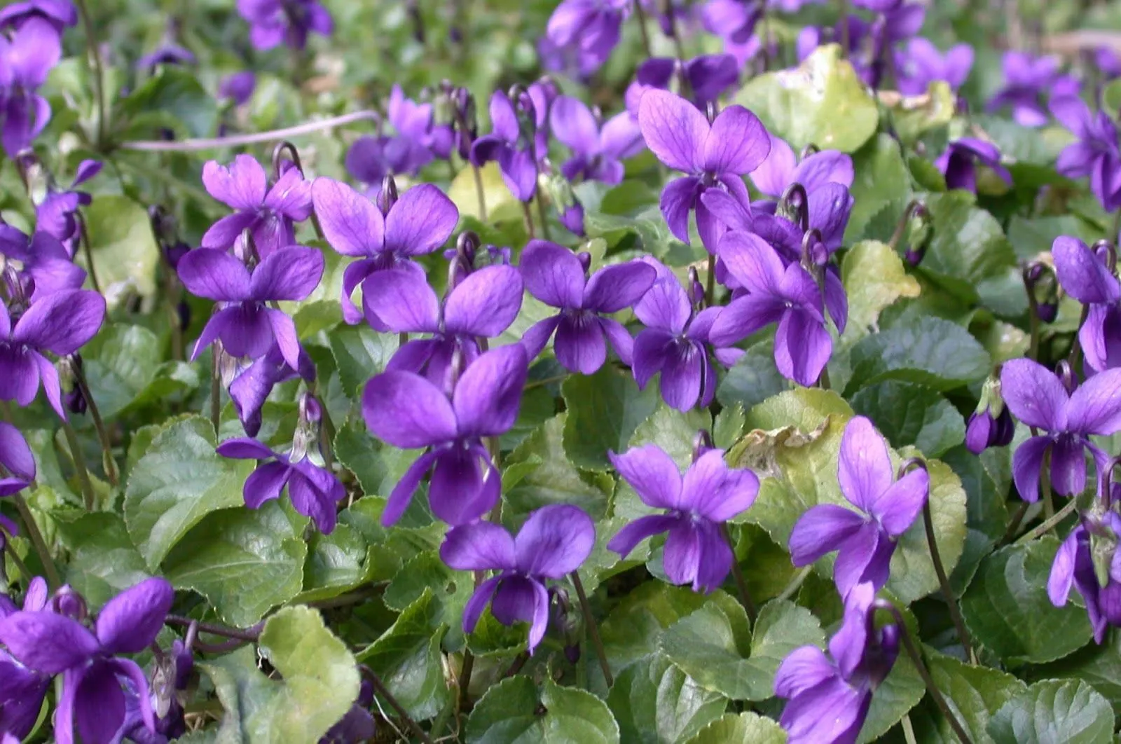 La opción positiva: SENTIRÁS QUE HAN FLORECIDO LAS VIOLETAS La opción positiva: SENTIRÁS QUE HAN FLORECIDO LAS VIOLETAS