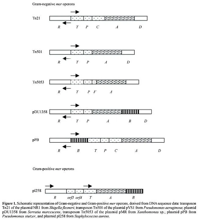 Operon mer: Bacterial resistance to mercury and potential for ... Operon mer: Bacterial resistance to mercury and potential for ...