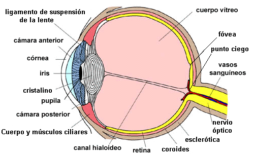 OPTICA