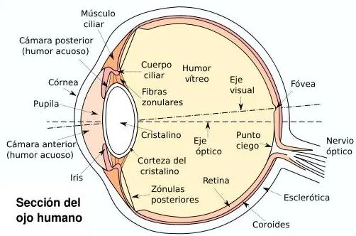 Óptica por la Cara | El ojo humano en números