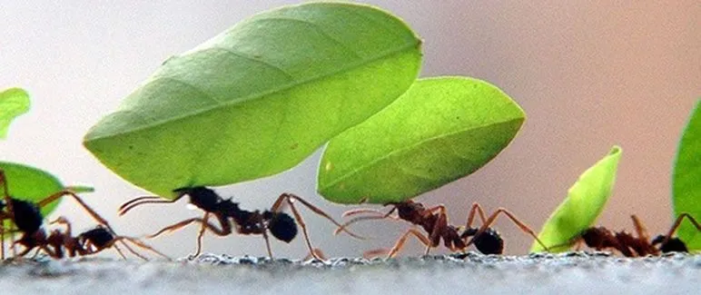 Ora Vem, Senhor Jesus! PowerPoints, Vídeos, Cursos Bíblicos ...