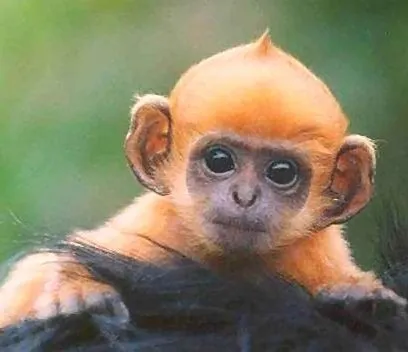 orange baby monkey #mico #monkey #selva #amazonas ...