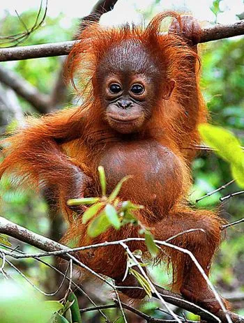 Orangután – Wikifaunia, tu enciclopedia de animales