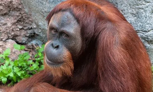 Orangutanes están en la Lista Roja - DEGUATE.com Orangutanes están en la Lista Roja - DEGUATE.com