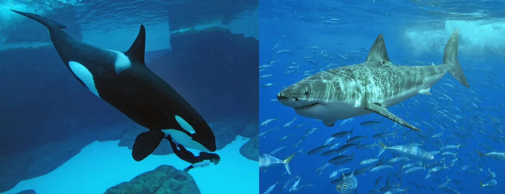 orca-y-tiburon1.jpg