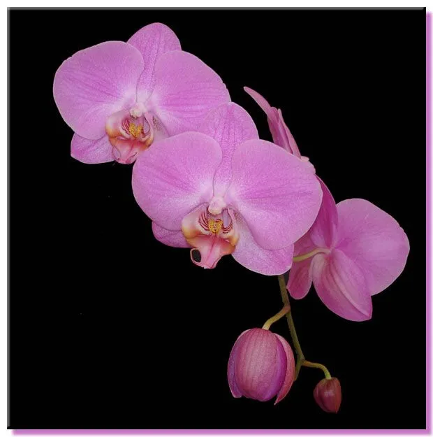 Orchid Photo Gallery - Dtps. [Flor Rosada x (Rose Bouquet x ...