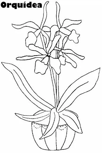 orchidee8.jpg?imgmax=640