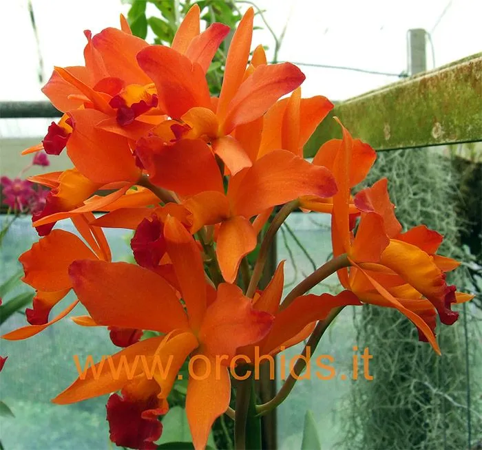Orchids.it | La community delle orchidee, il club degli ...