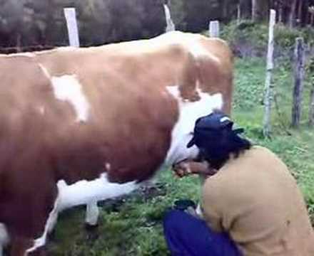 ordeñando a una vaca lican ray chile - YouTube
