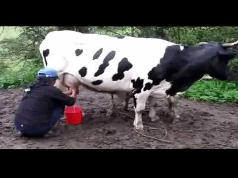 Ordeñando las Vacas - Sangana - Miracosta - YouTube